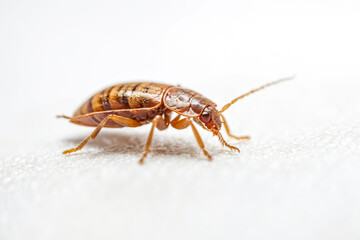 Bed Bug on White Background