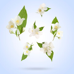 Fototapeta premium Beautiful jasmine flowers with leaves in air on light blue background