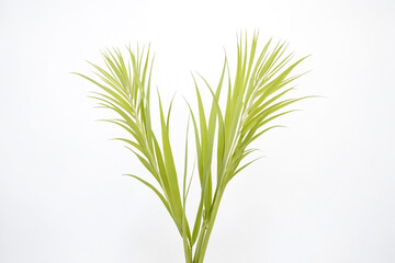 Fototapeta premium Green Plant Stem with Leaves on White Background