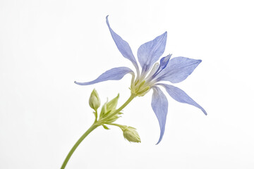Closeup of a delicate blue flower with green buds