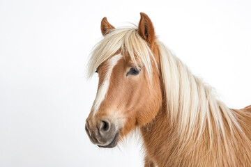 Close-up of a Palomino Horse's Head