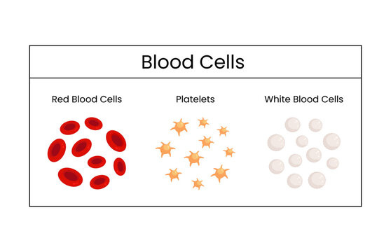Blood cells platelets and white blood vector design