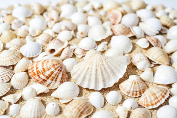 White and Brown Seashells on Sand