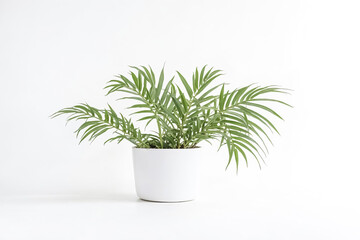 Fototapeta premium Green Plant in White Pot on White Background