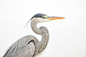Obraz premium Close-up of a Great Blue Heron's Head and Neck