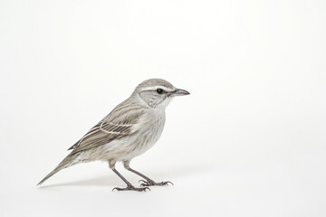 A Small Bird Perched on a White Background