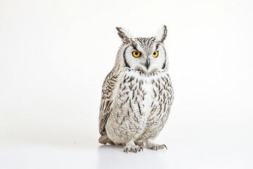 Obraz premium Close Up of Snowy Owl with Yellow Eyes
