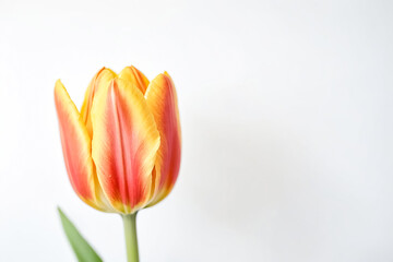 Single Yellow and Red Tulip on White Background