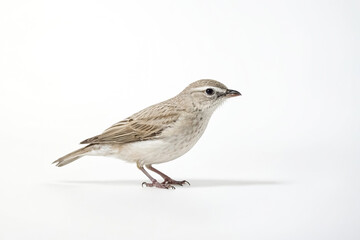 Fototapeta premium Small Brown Bird on White Background
