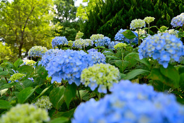 梅雨の晴れ間の紫陽花