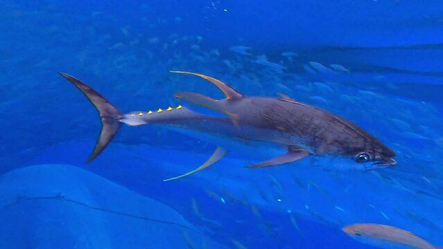 The Big Tuna Fish in the depths of the Aceh sea. The Tuna Fish caught in the sea.