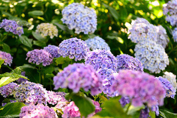 梅雨の晴れ間の紫陽花
