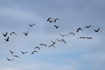 Flock of Australian Yellow-tailed Black Cockatoo's in flight