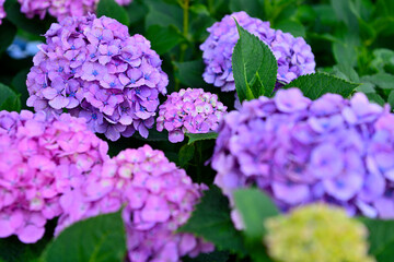 梅雨の晴れ間の紫陽花
