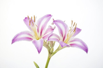 Fototapeta premium Closeup of delicate purple flower on white background