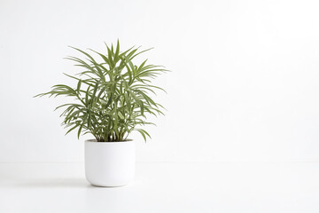 Fototapeta premium Green Plant in White Pot on White Background
