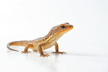 Obraz premium Small brown lizard with yellow stripes on a white background