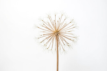 Fototapeta premium Single dried flower with white petals on white background