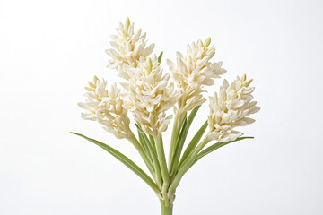 Obraz premium White Hyacinth Flowers on White Background