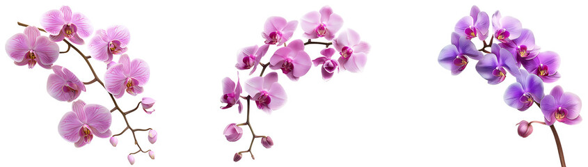 Obraz na płótnie Canvas set of orchid flower isolated on transparent background, png orchid flower cutout