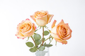 Three Peach Roses on White Background