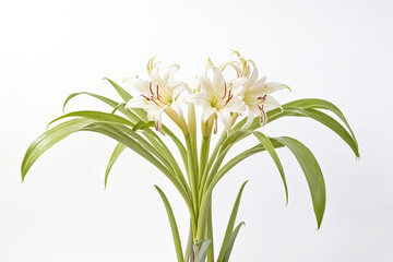 Naklejka premium Close-up of white lilies with green leaves against a white background