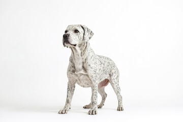 Fototapeta premium Spotted Dog Standing on White Background