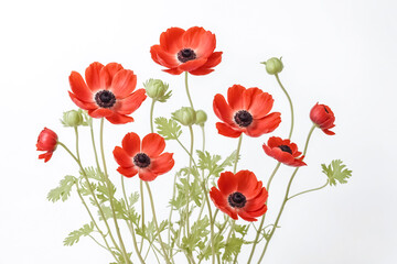 Fototapeta premium Red Anemone Bouquet on White Background