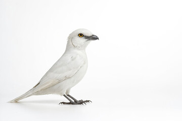Fototapeta premium White Bird on White Background