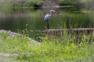 Blue heron standing at the water's edge