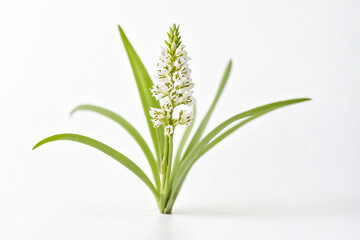 Obraz premium White Flower with Green Leaves on White Background