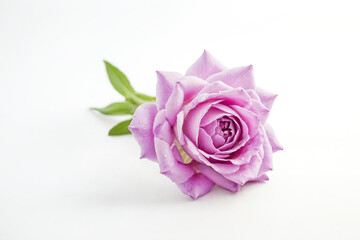 Fototapeta premium Single Pink Rose on White Background