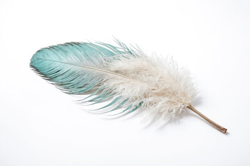 Single blue and white feather on white background