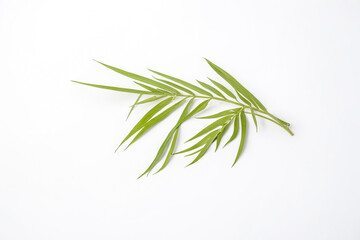 Obraz premium Green Leaf Branch On White Background