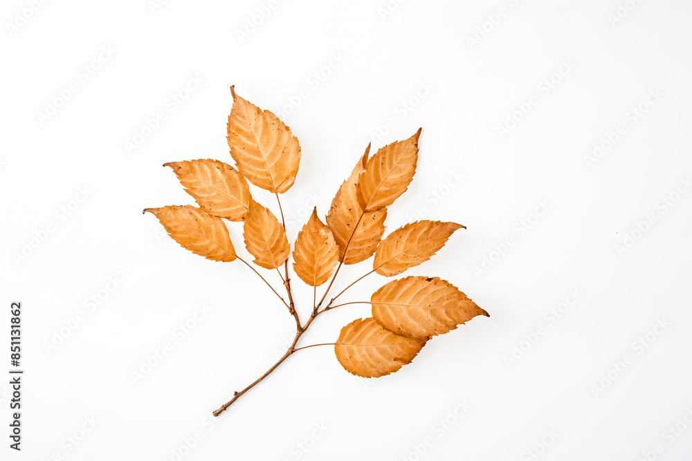 Canvas Prints Autumn Leaves on a White Background