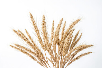 Fototapeta premium Golden Wheat Stalks Isolated on White Background