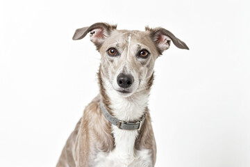 Whippet Dog Portrait with White Background