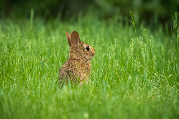 rabbit in the grass