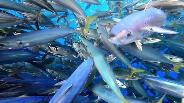 A group of Tuna Fish in the depths of the Aceh sea. The Tuna Fish caught in the sea.