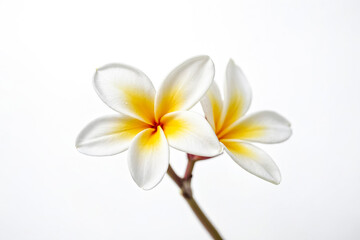 Fototapeta premium White Plumeria Flower with Yellow Center on White Background