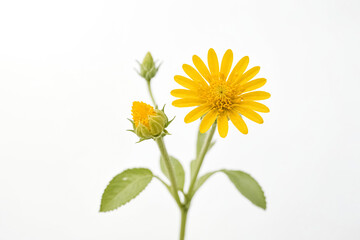 Yellow Daisy Bud and Flower on White Background