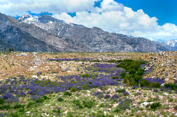 landscape in Alabama Hills, California with Mountain Whitney in the back, summer day with blue sky and beautiful wild flowers