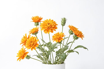 Naklejka premium Orange Gerber Daisies in a White Pot on White Background