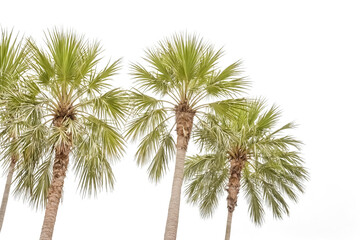 Obraz premium Palm Trees Against White Background