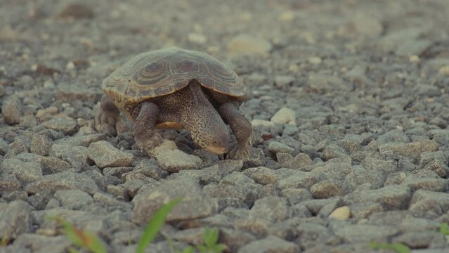 Diamond back terrapin in New Jersey