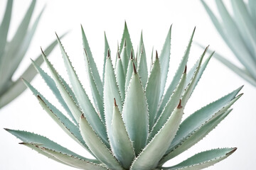 Close Up of Succulent Plant with Spiky Leaves