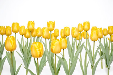 Obraz premium Bright Yellow Tulips on White Background