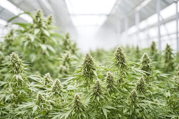 Cannabis Plants Growing in Greenhouse