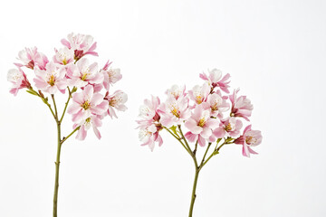 Two delicate pink blossom branches on a white background