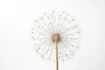 Dried Flower with White Background